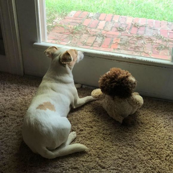 Meet your Posher, Glenda - Picture 1 of 1